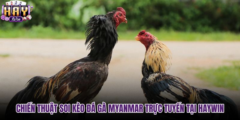 chien-thuat-soi-keo-da-ga-myanmar-truc-tuyen-tai-haywin chien-thuat-soi-keo-da-ga-myanmar-truc-tuyen-tai-haywin