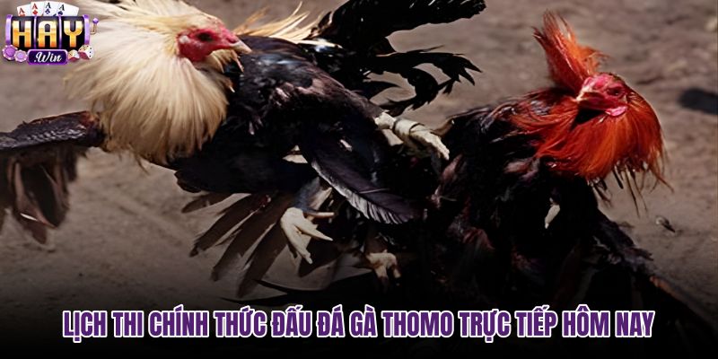 lich-thi-chinh-thuc-dau-da-ga-thomo-truc-tiep-hom-nay lich-thi-chinh-thuc-dau-da-ga-thomo-truc-tiep-hom-nay