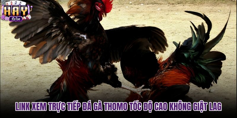link-xem-truc-tiep-da-ga-thomo-toc-do-cao-khong-giat-lag link-xem-truc-tiep-da-ga-thomo-toc-do-cao-khong-giat-lag