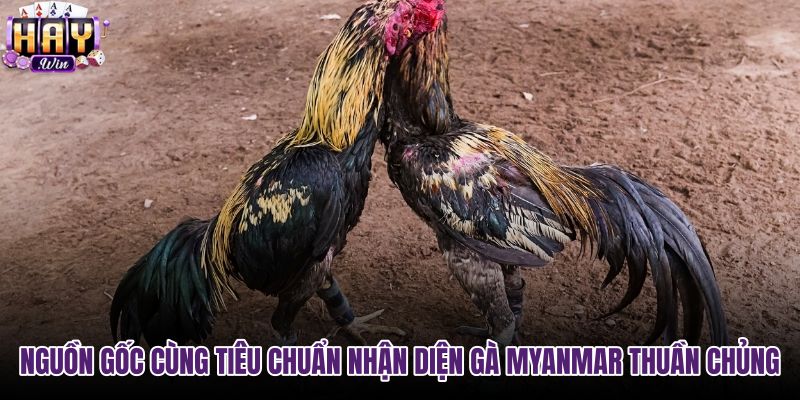 nguon-goc-cung-tieu-chuan-nhan-dien-ga-myanmar-thuan-chung nguon-goc-cung-tieu-chuan-nhan-dien-ga-myanmar-thuan-chung